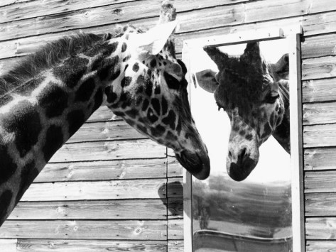 girafe-miroir